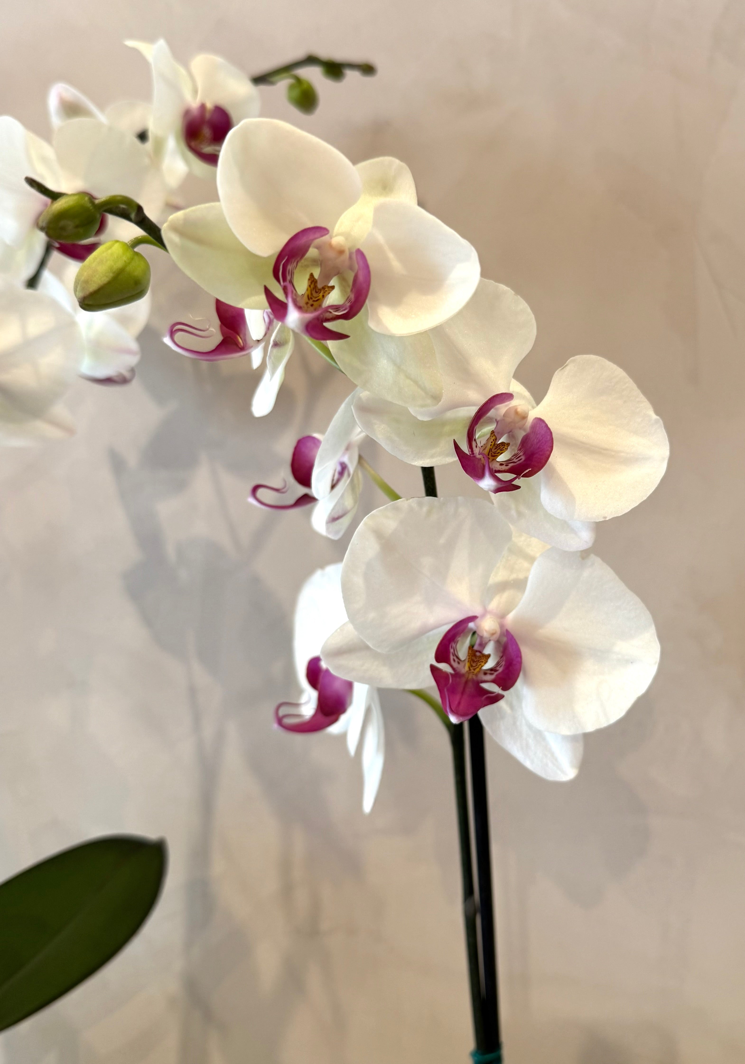 Orquídea Contigo siempre