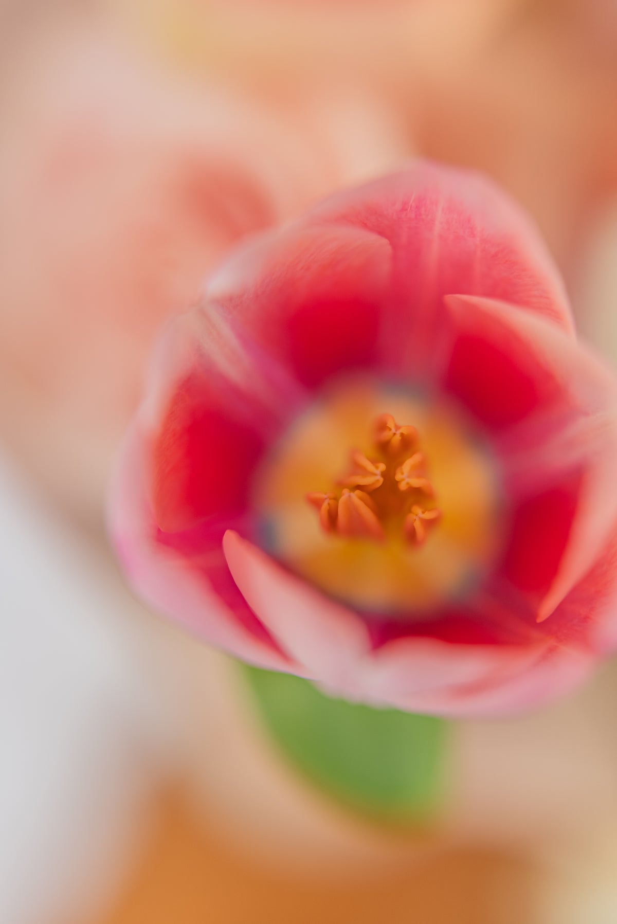 Jardín en calma - medium