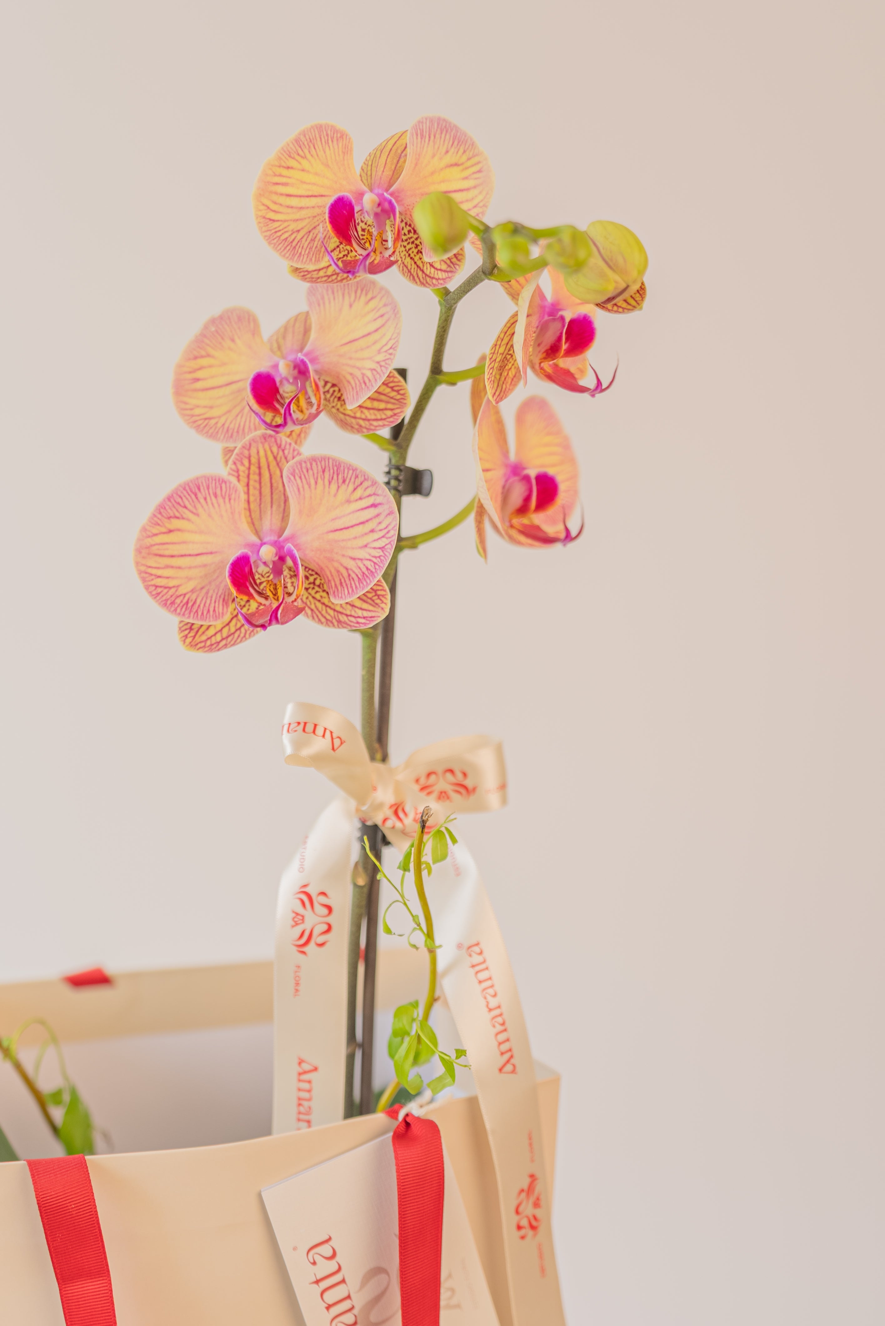 Orquídea Contigo siempre