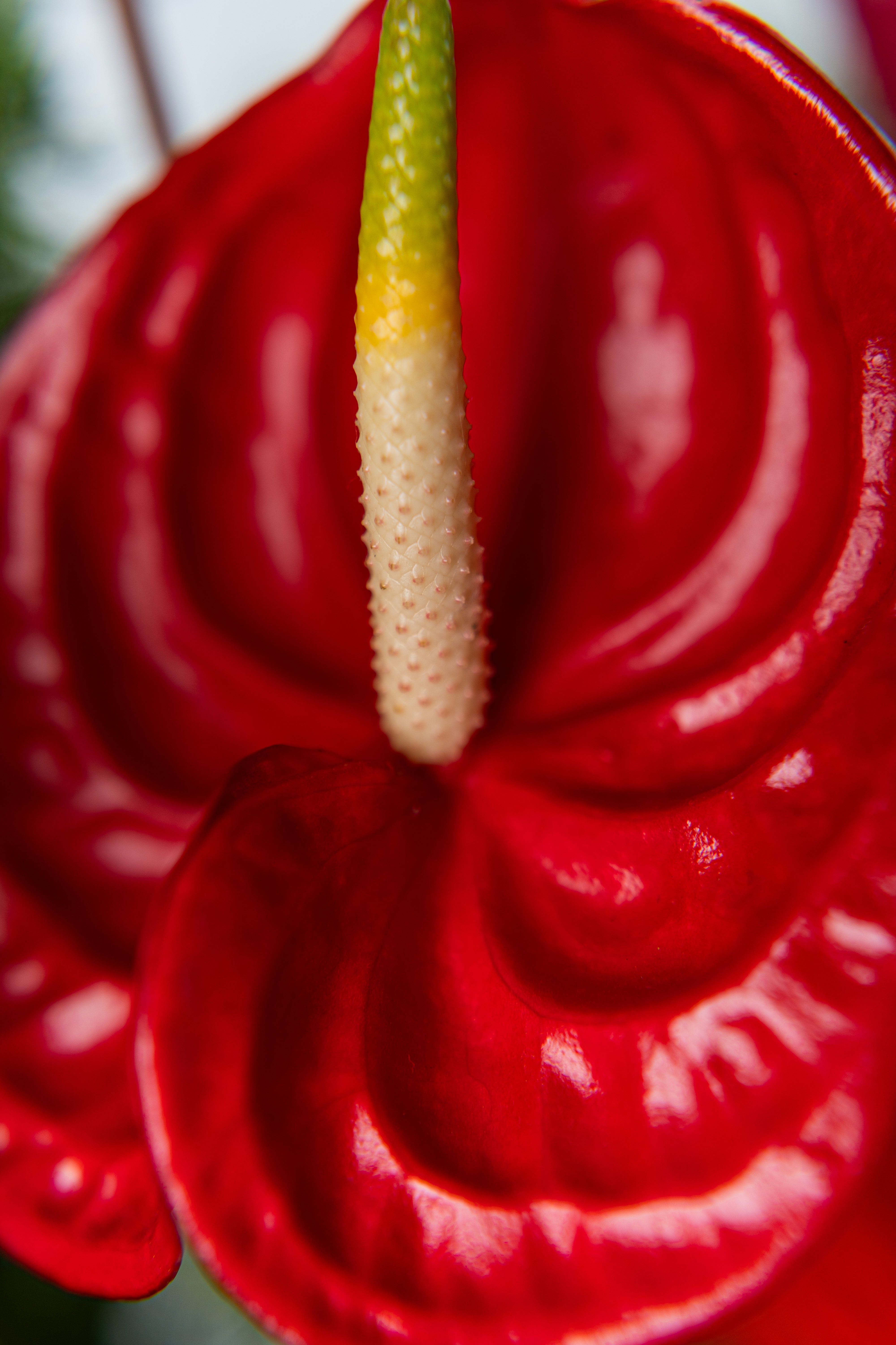 Arreglo noche de navidad - flores frescas