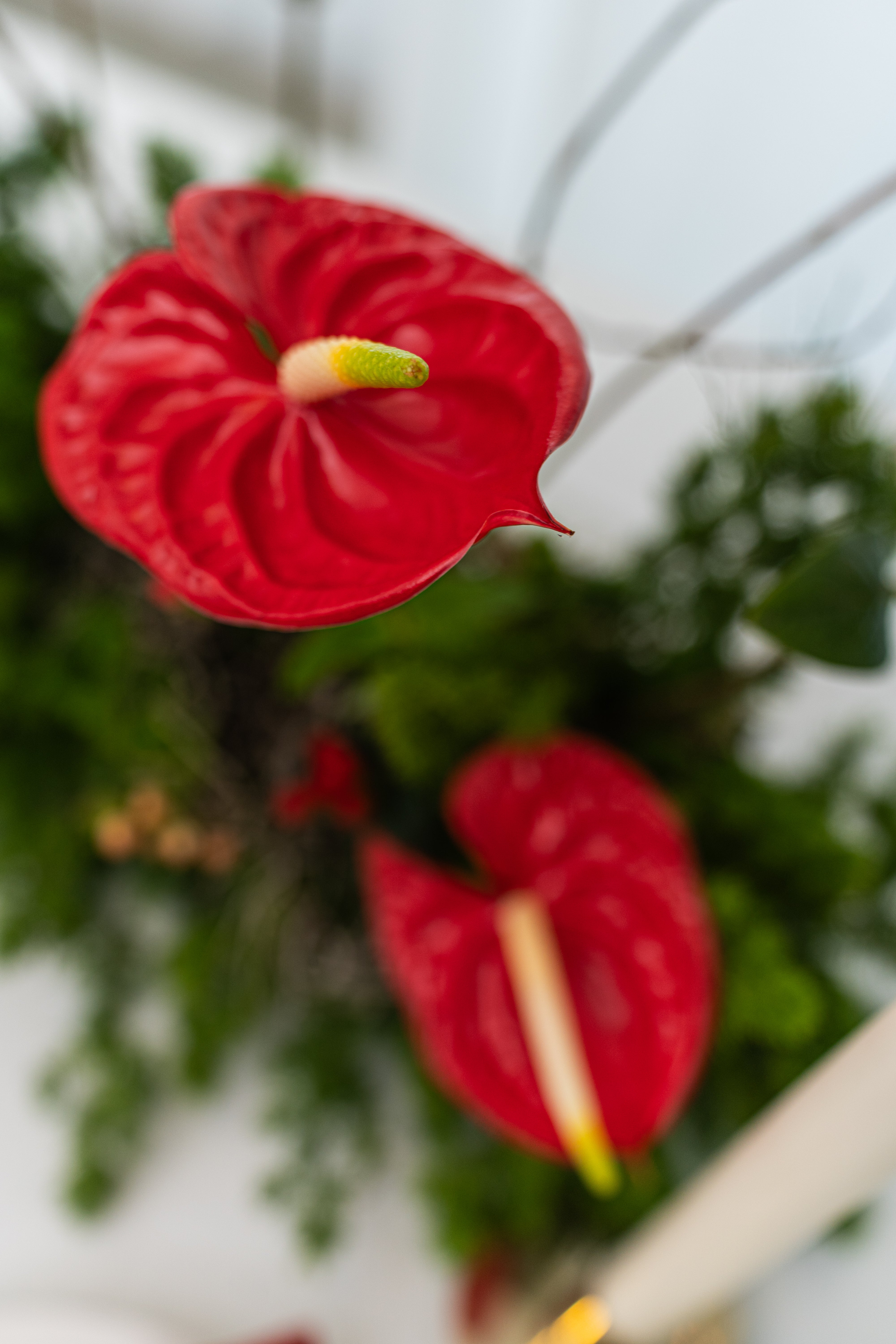 Arreglo Jardín de navidad - Medium