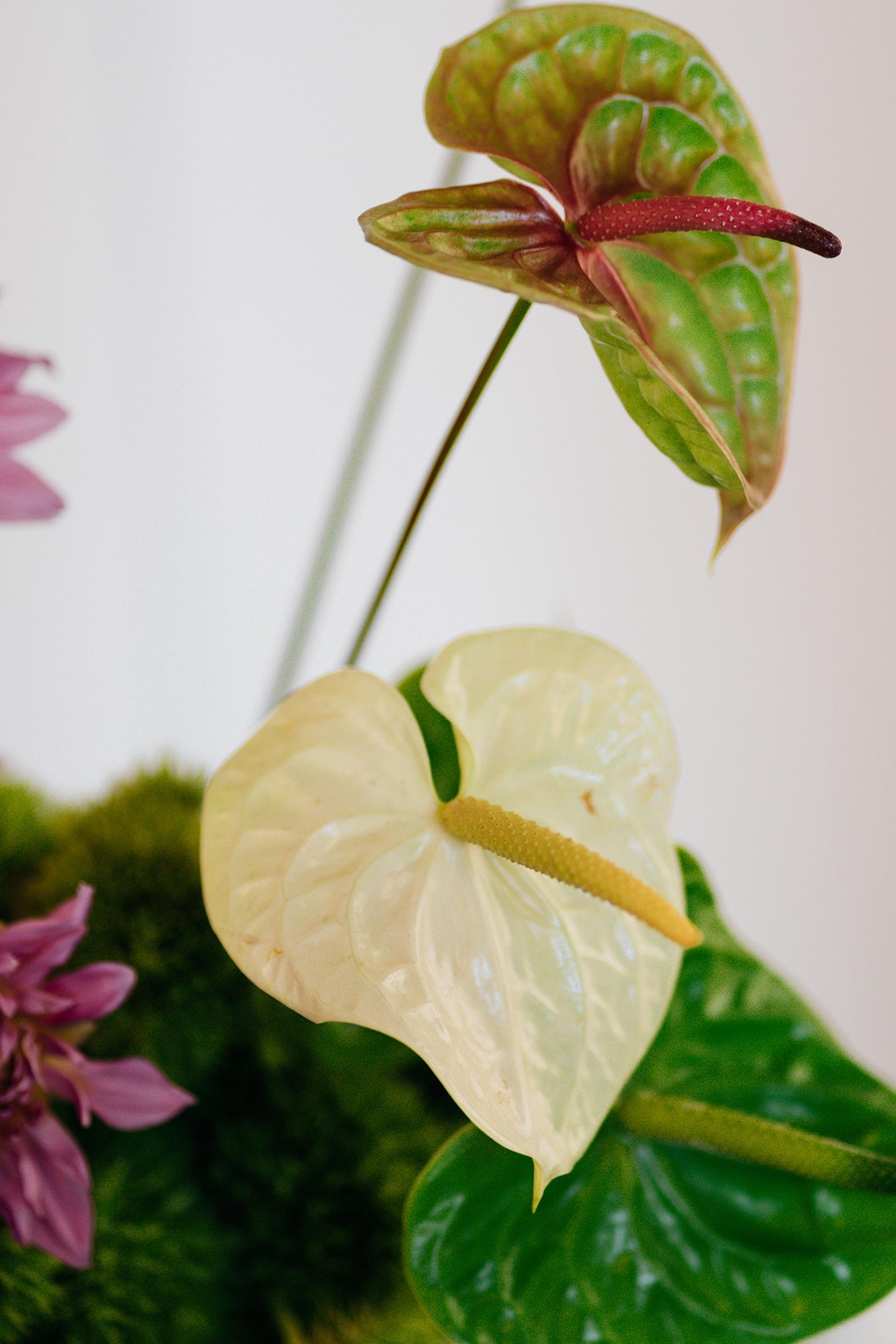 El Jardincitio x Amaranta