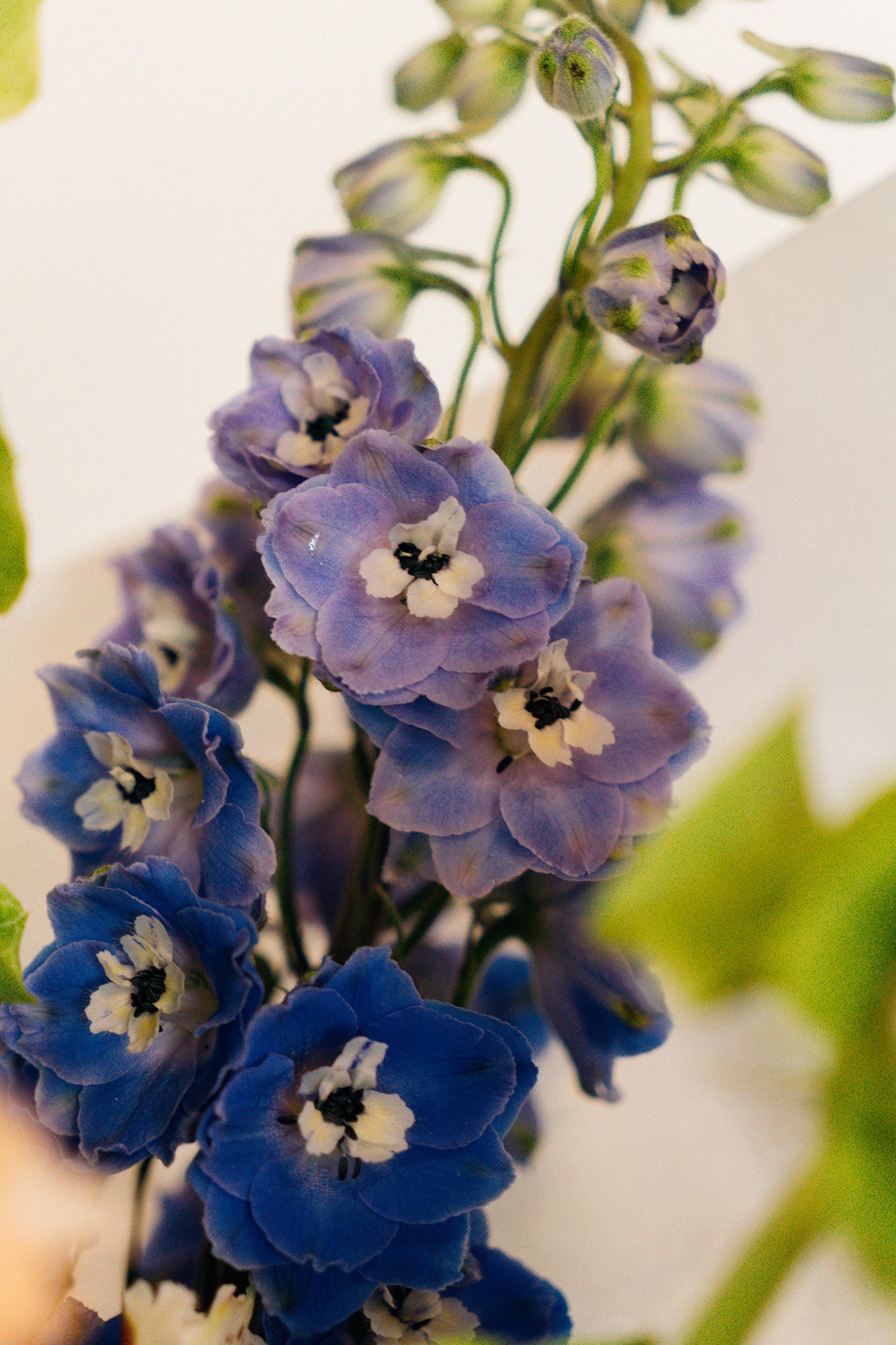 Pura Gracia - Medium