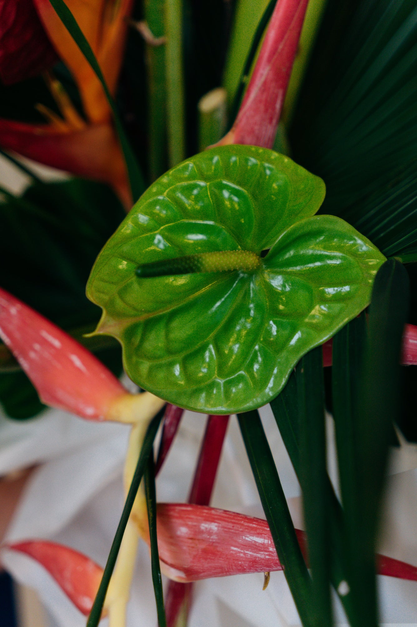 Exotic & Tropical - Large