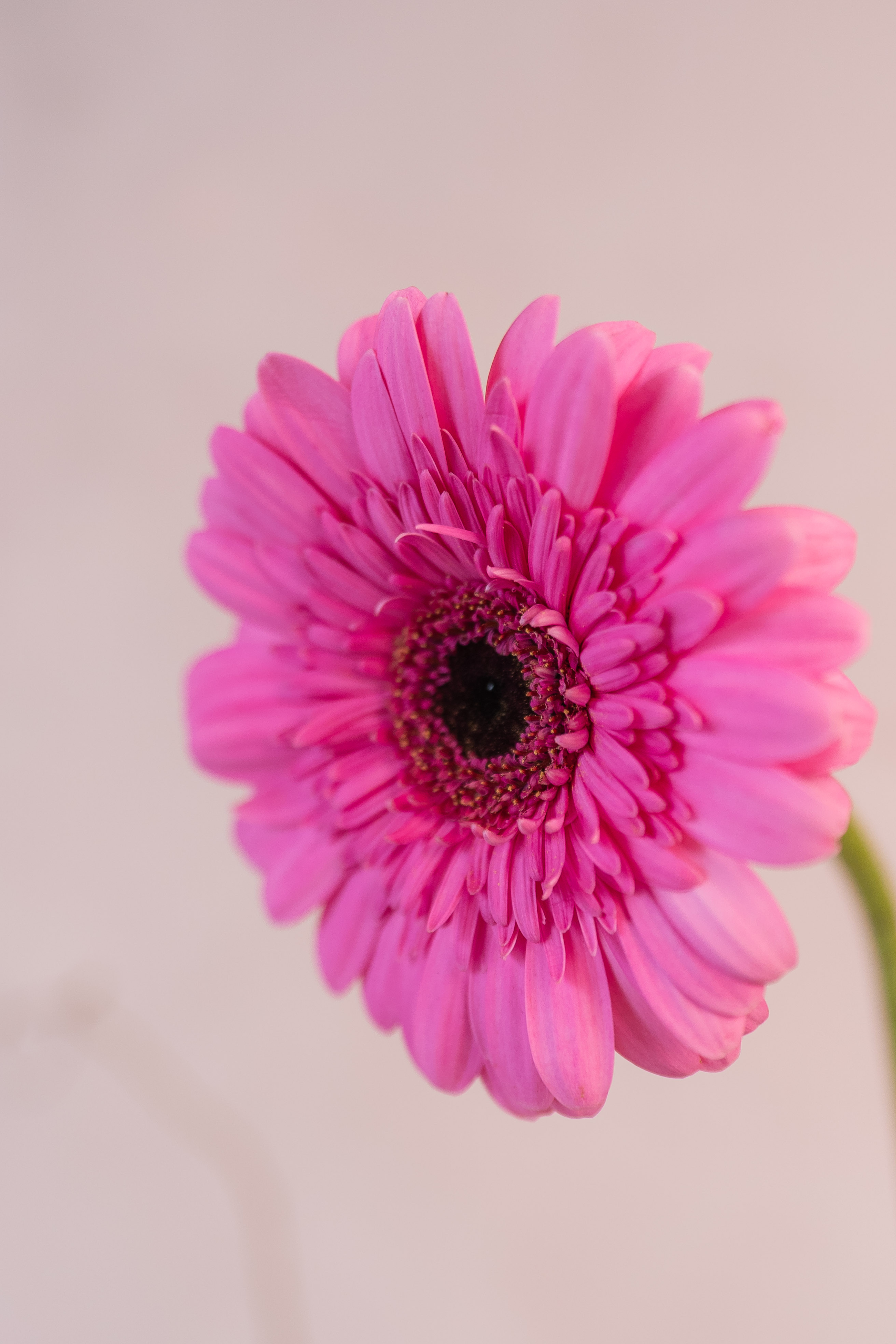 Florero Coincidir