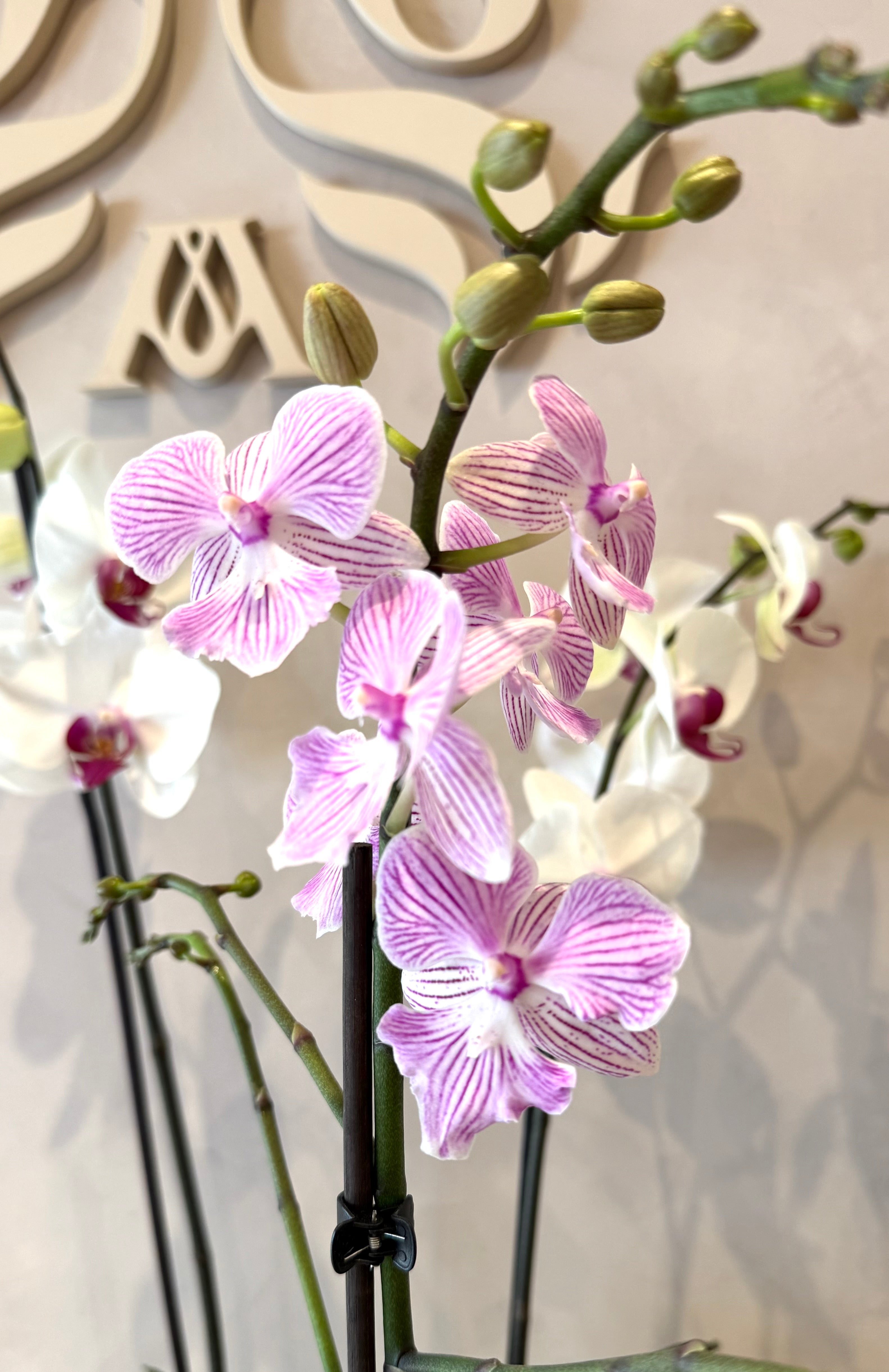Orquídea Contigo siempre