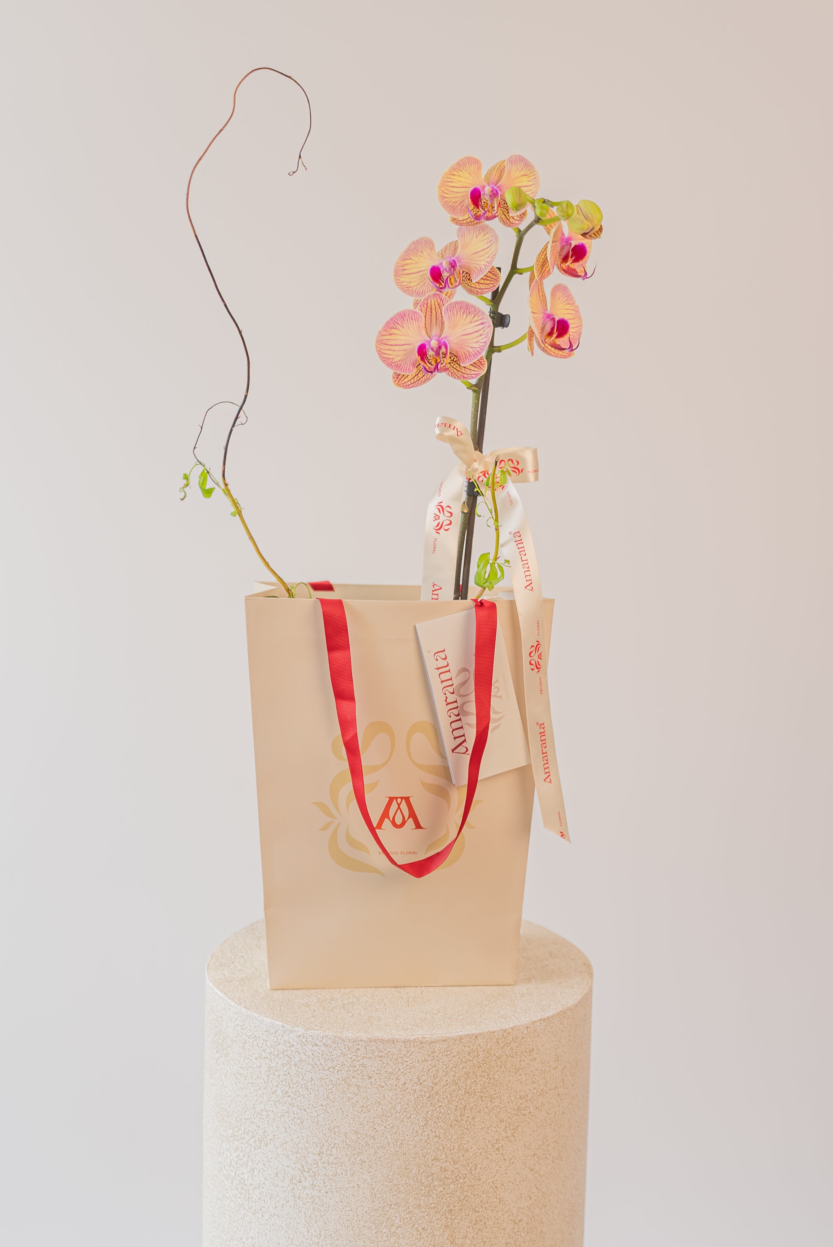 Orquídea Contigo siempre