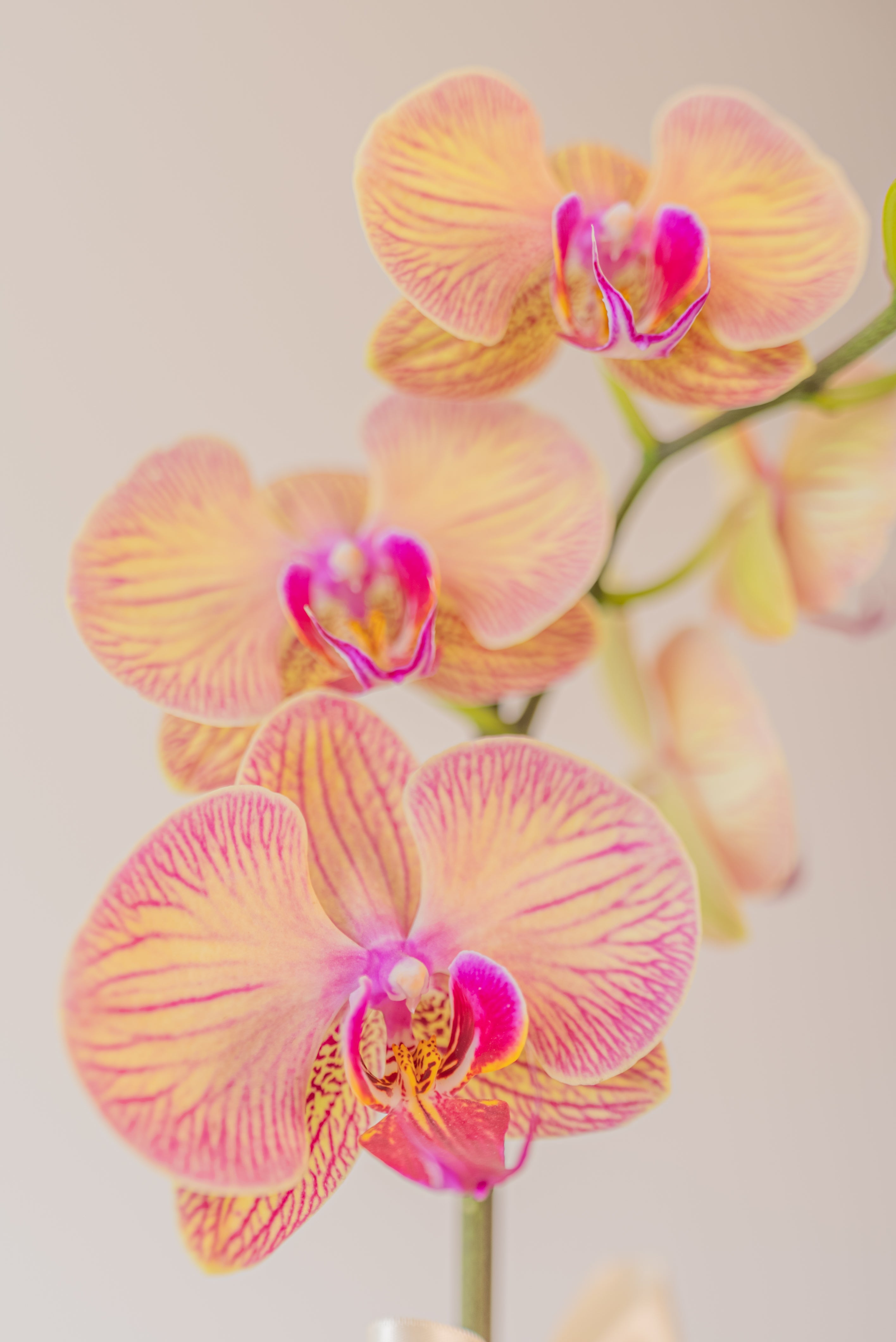 Orquídea Contigo siempre