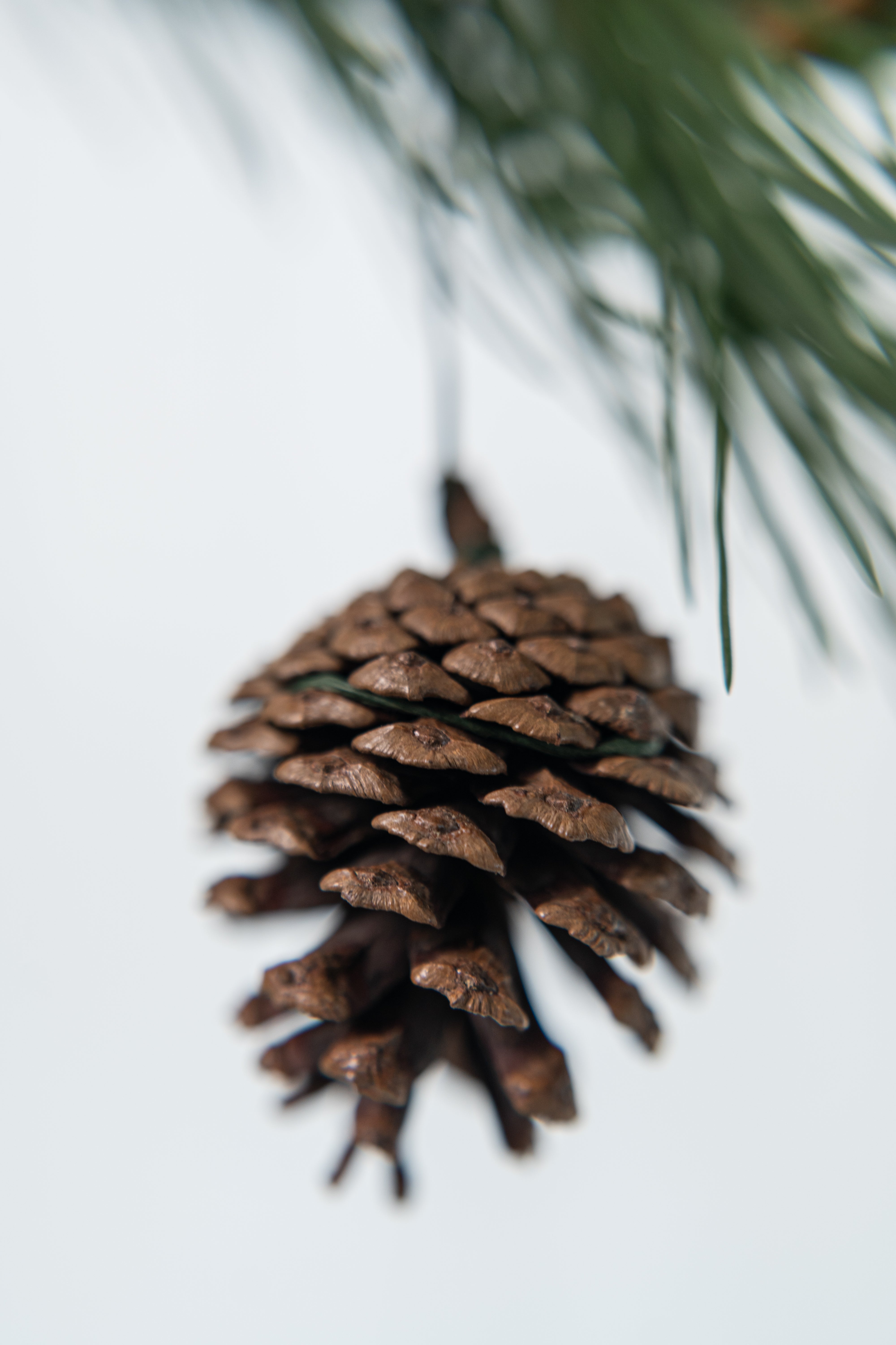 Arreglo navidad mágica