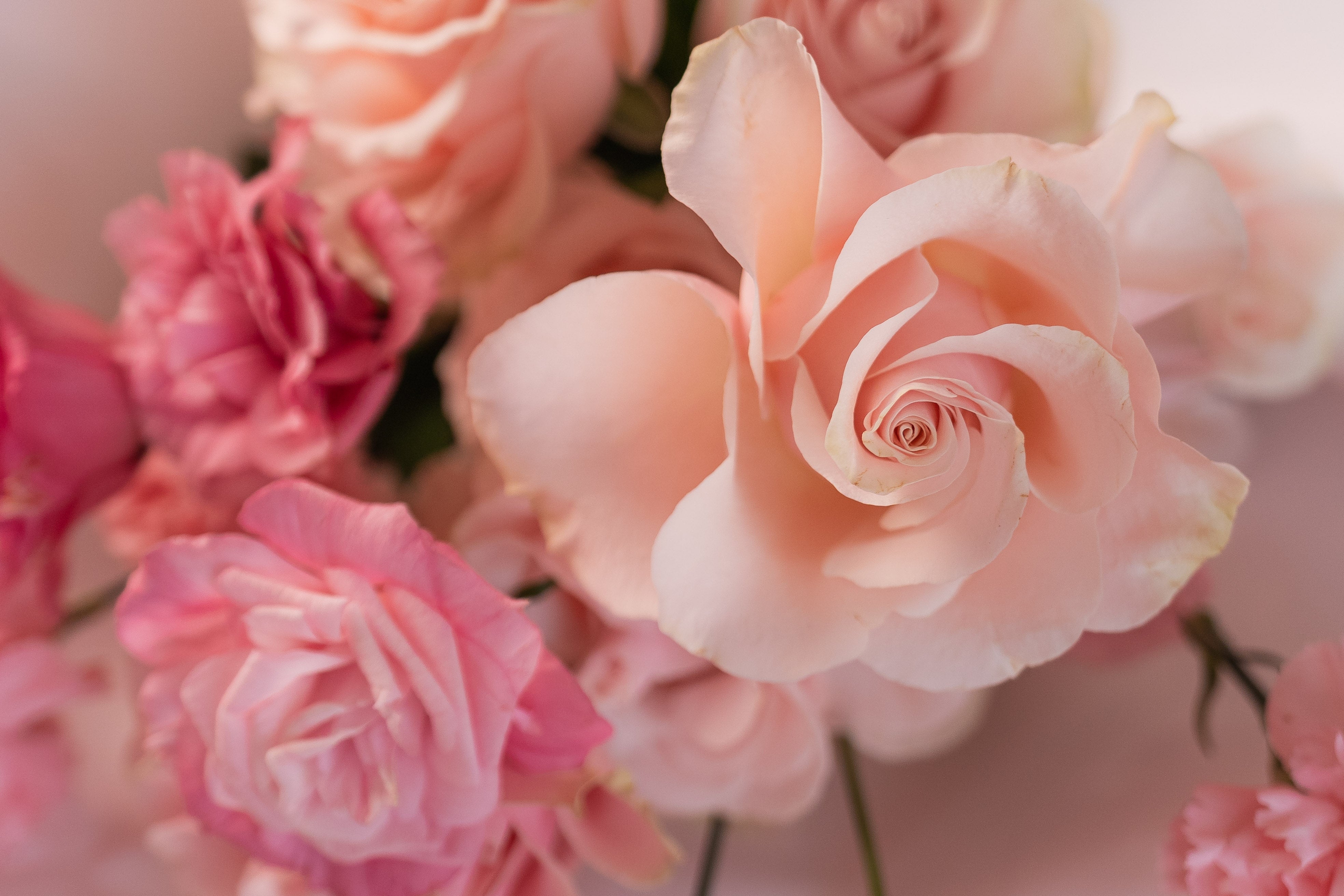 Love in pink - small