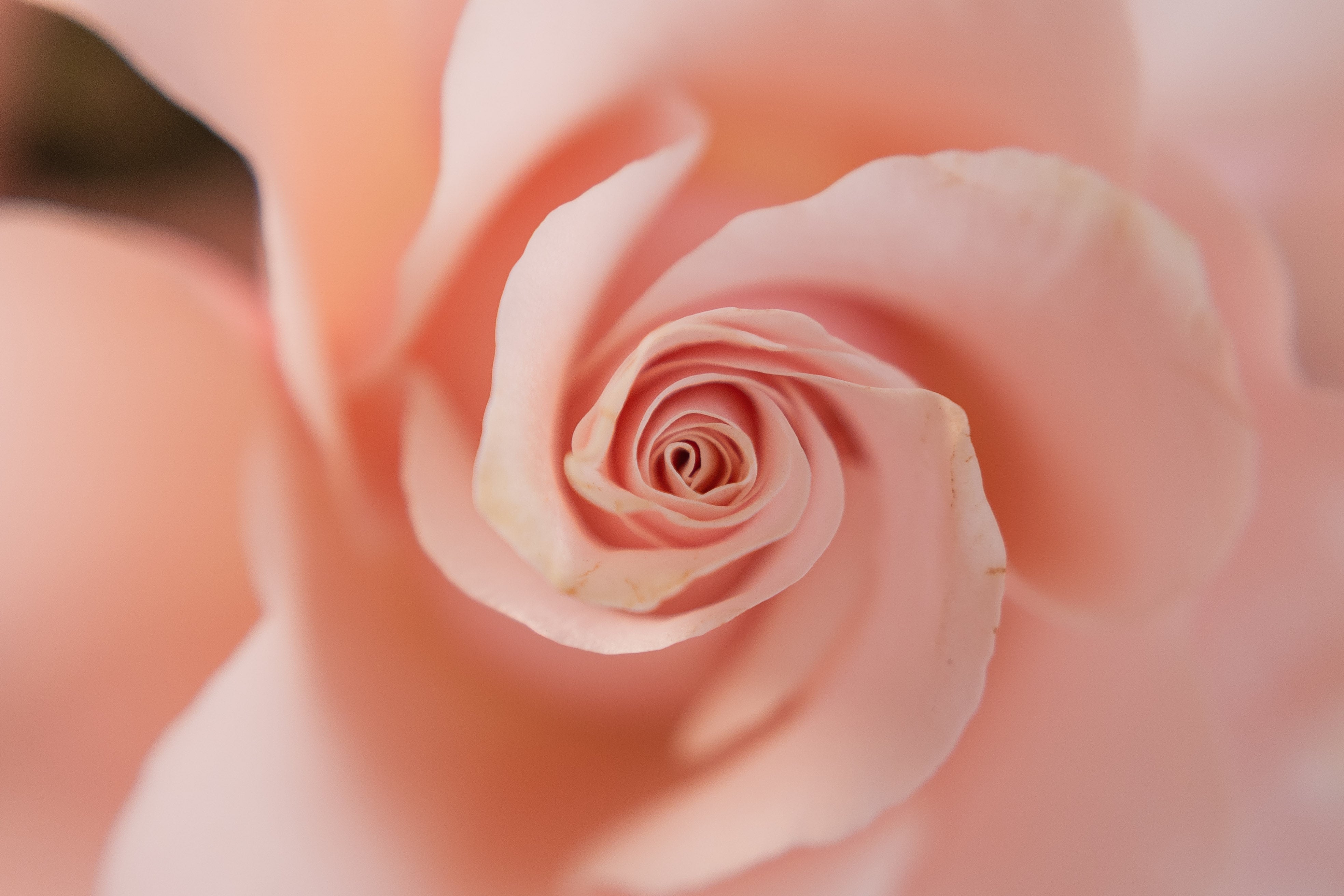 Love in pink - small