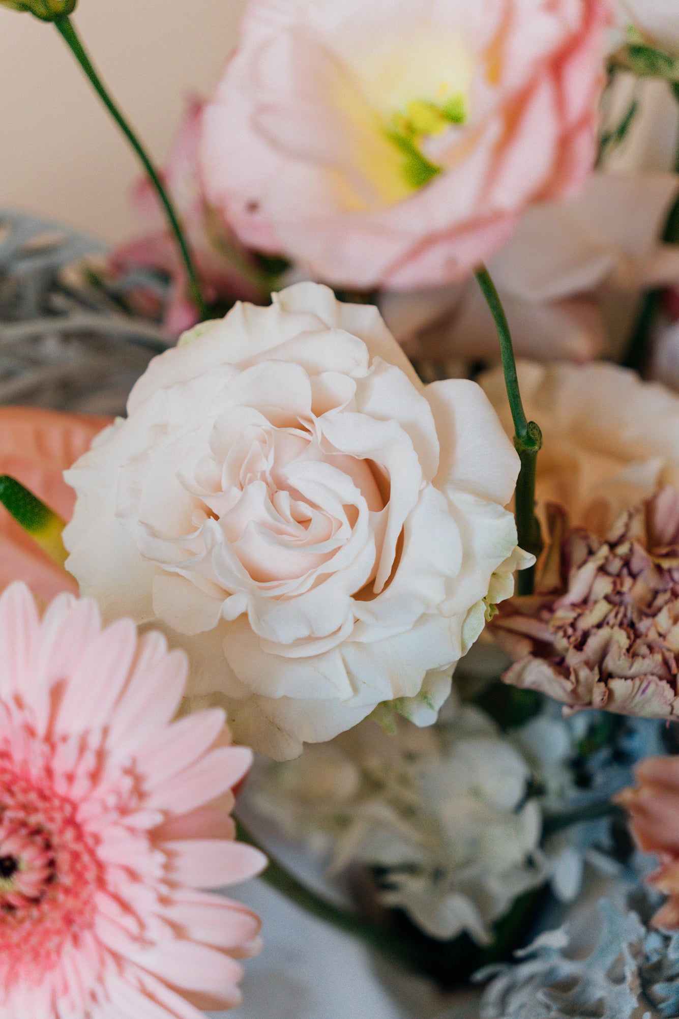 Soft Rosé - Small