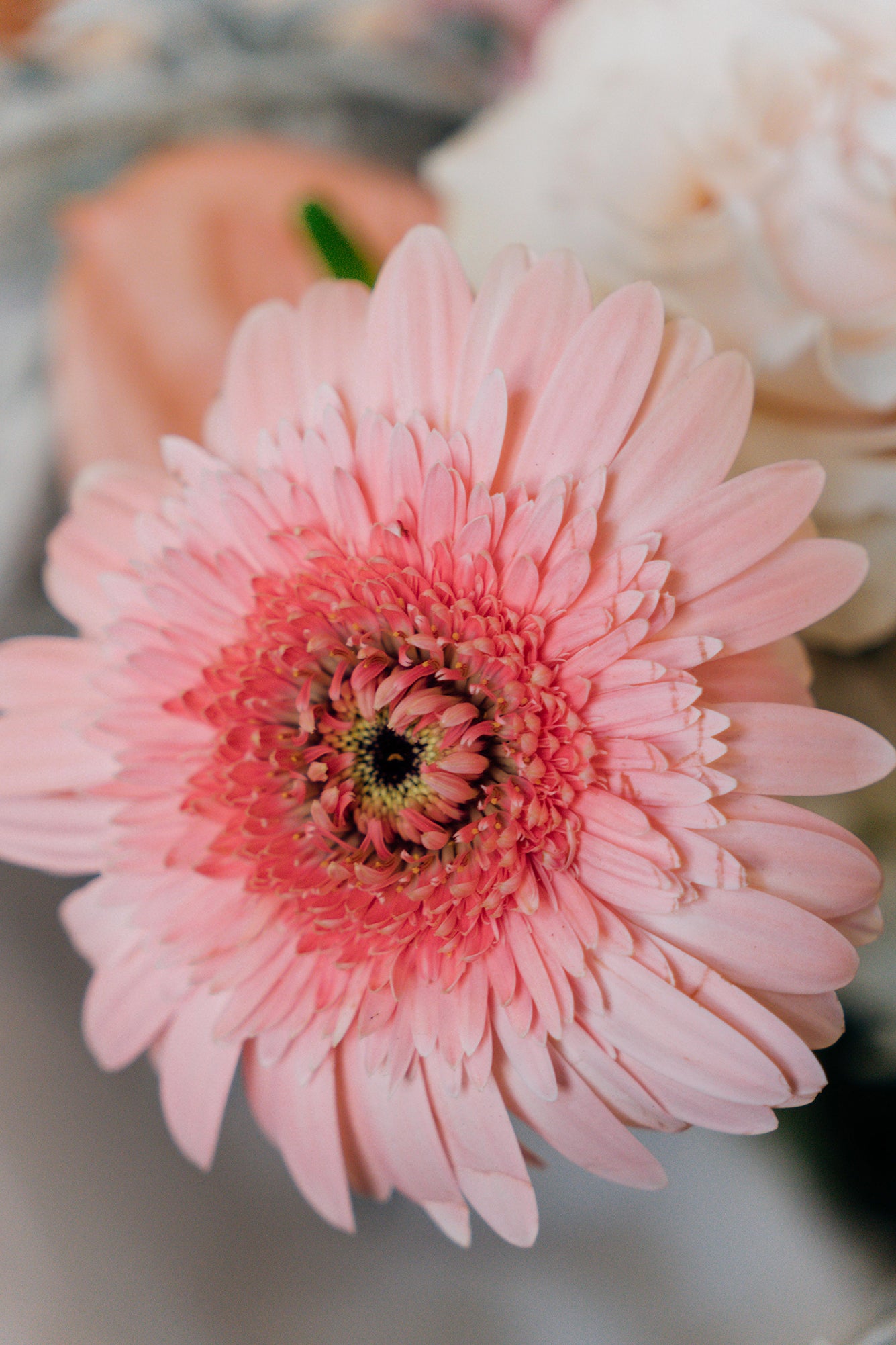 Soft Rosé - Small