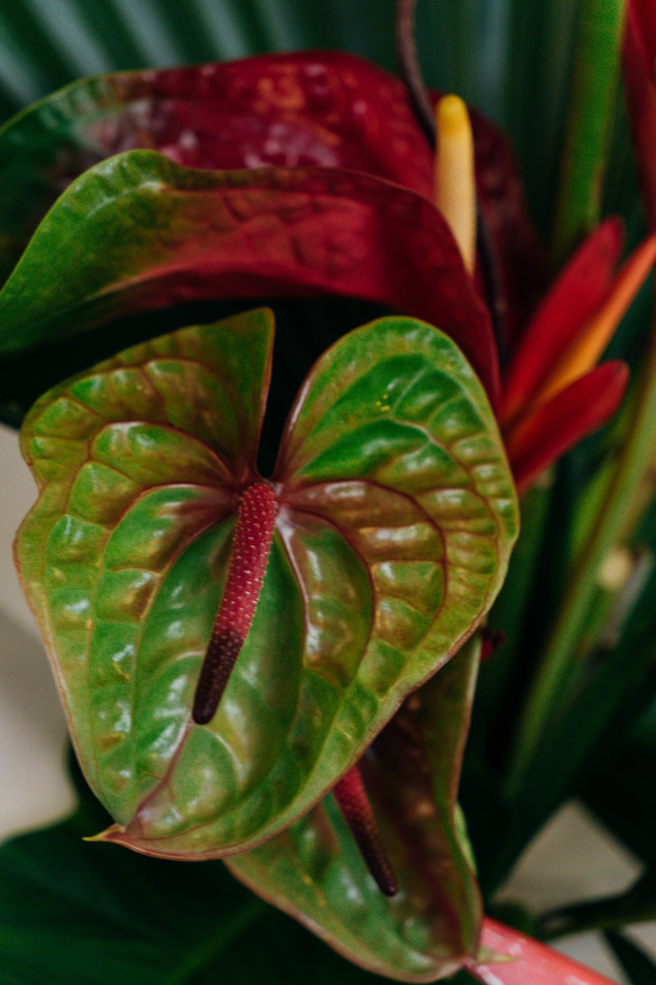 Exotic & Tropical - Large