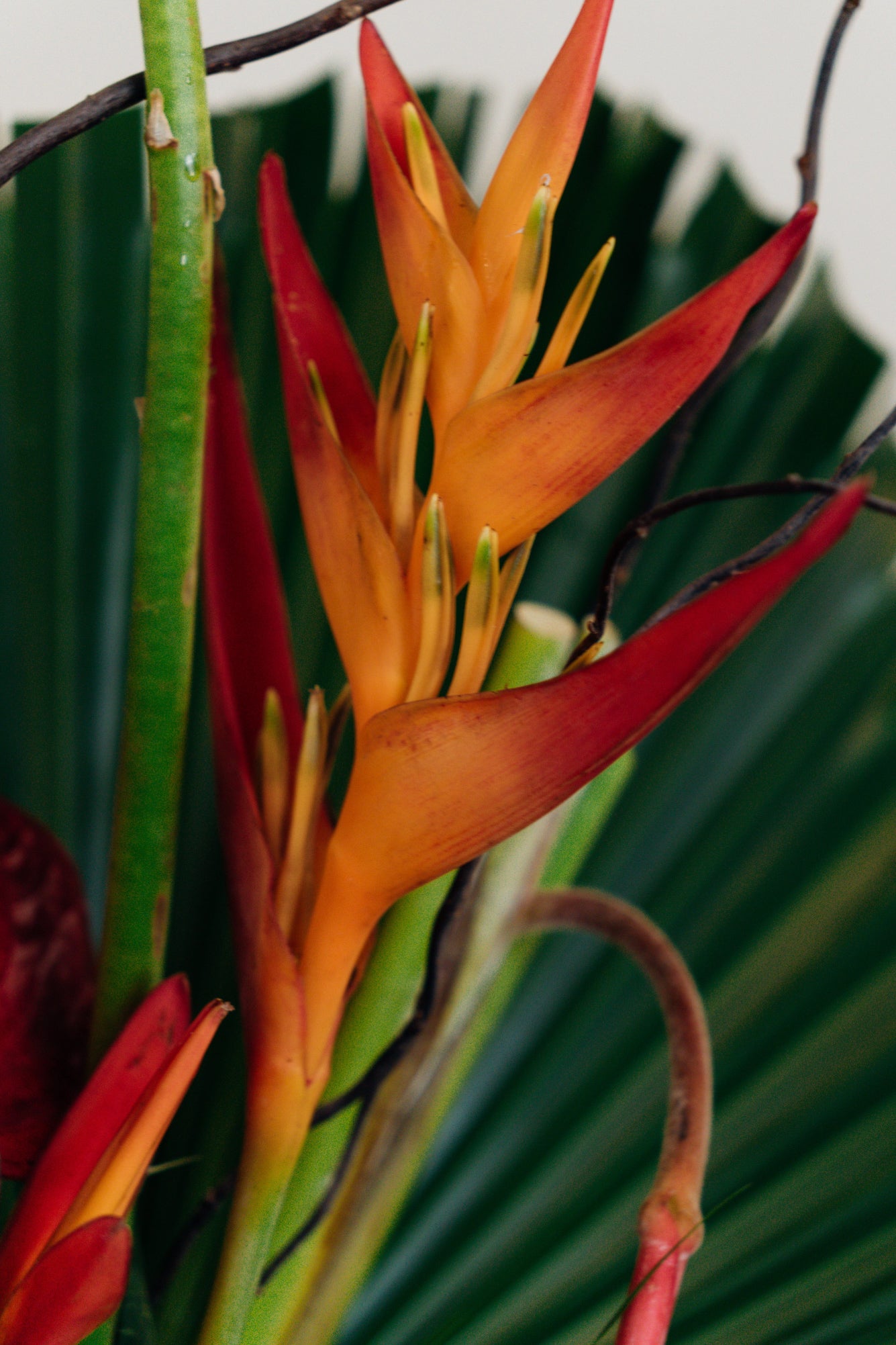 Exotic & Tropical - Small