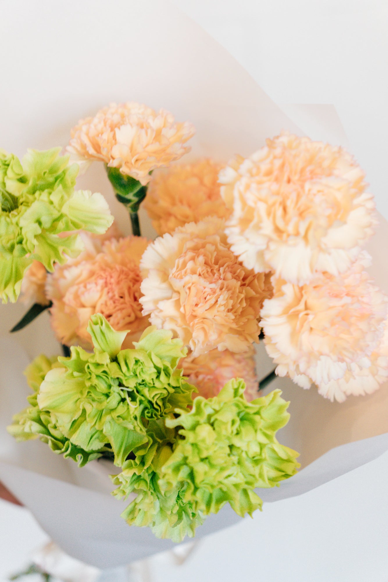 Claveles premium - Small (12 Tallos)