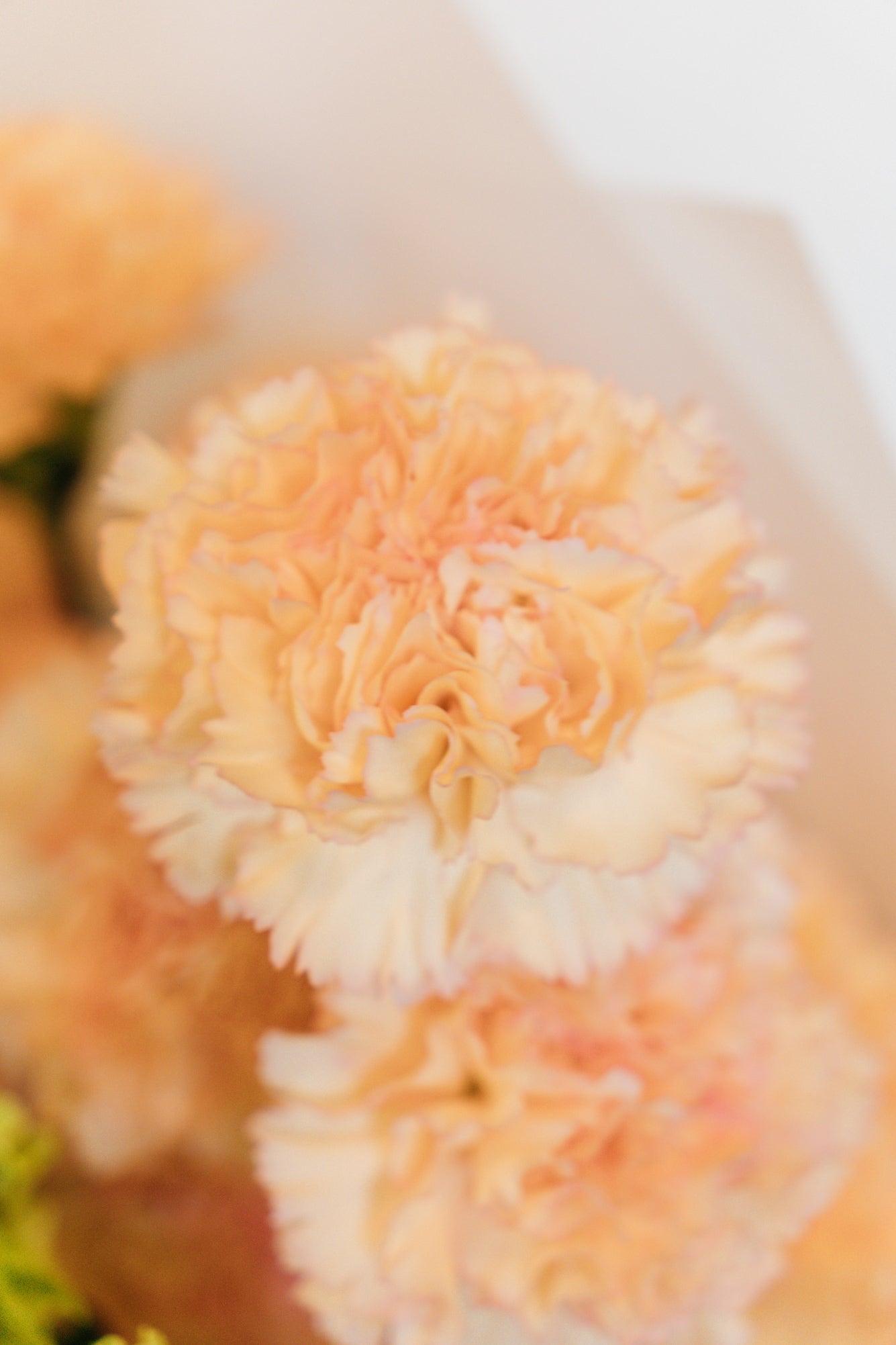 Claveles premium - Small (12 Tallos)