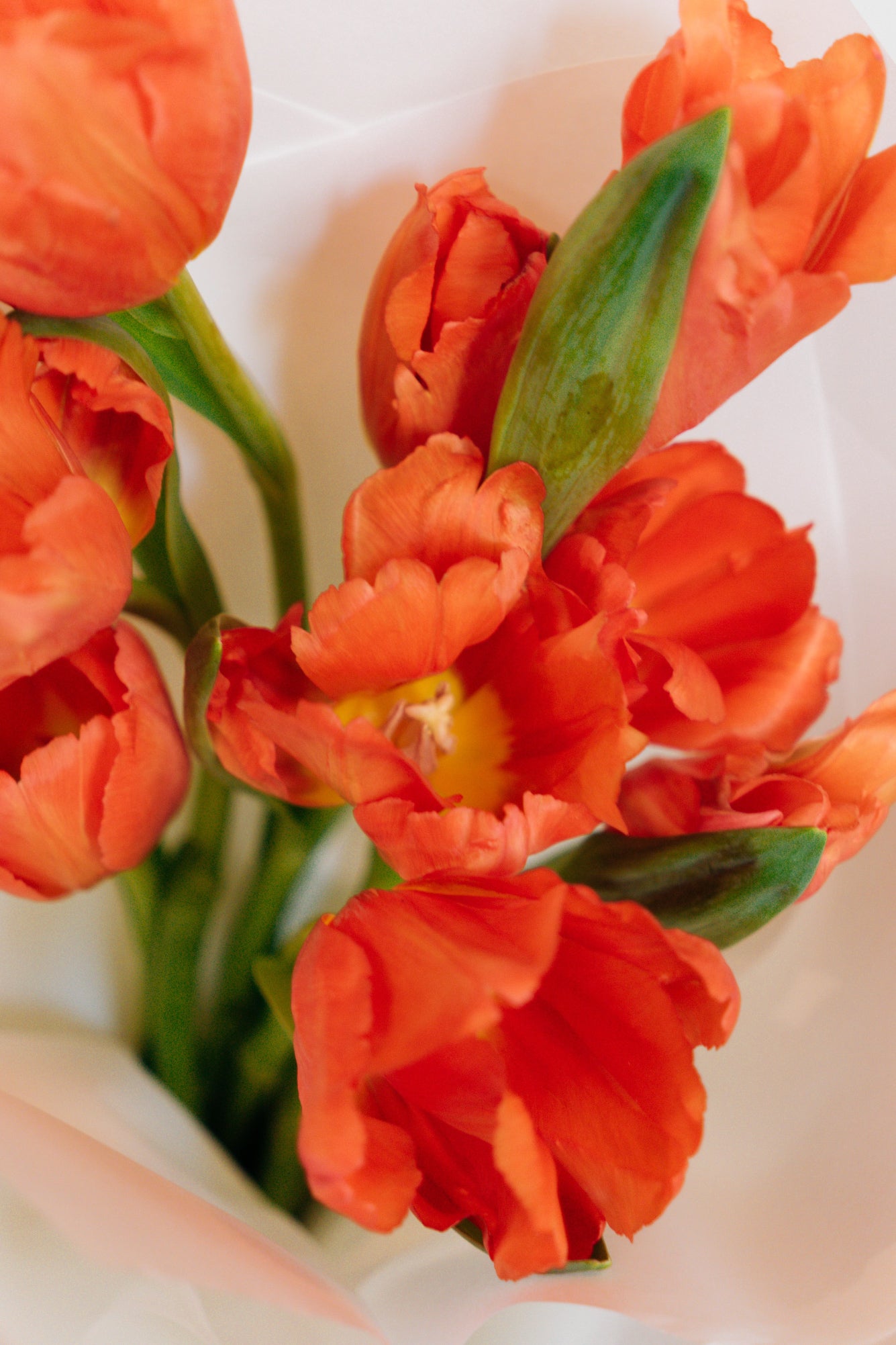 Tulipanes - Small (9 Tallos)